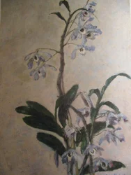 De Orchideeën